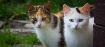 Se perdieron gatos en San Rafael de Heredia